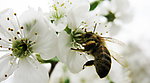 蜜蜂