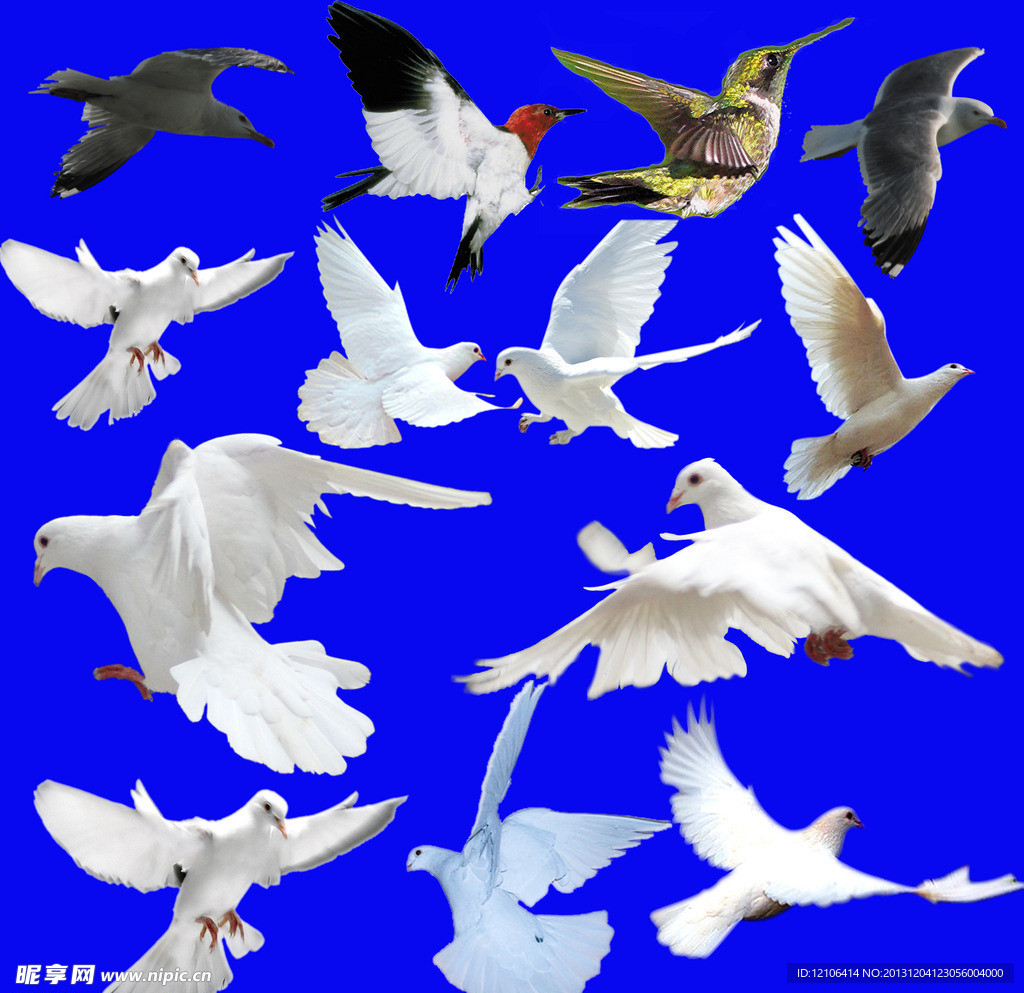 《哀鸽栖于树枝》 库存图片. 图片 包括有 捕鸟的人, 特写镜头, 烧杯, 比赛, 栖息处, 绿色, 查找 - 185282507