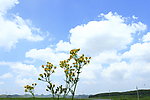 野花
