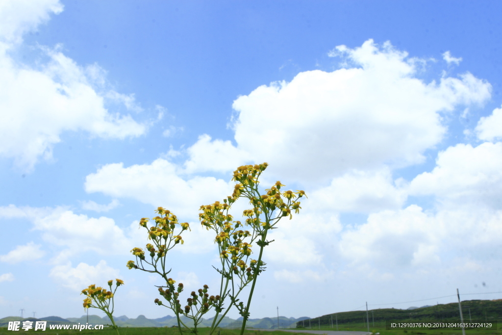野花