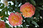 月季花