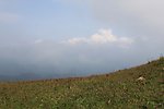 山雾