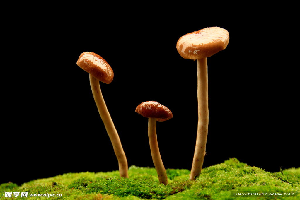 野蘑菇摄影