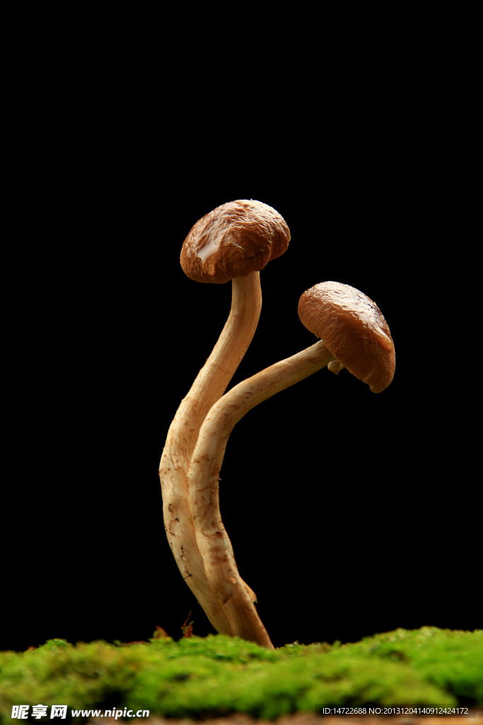 野生蘑菇摄影