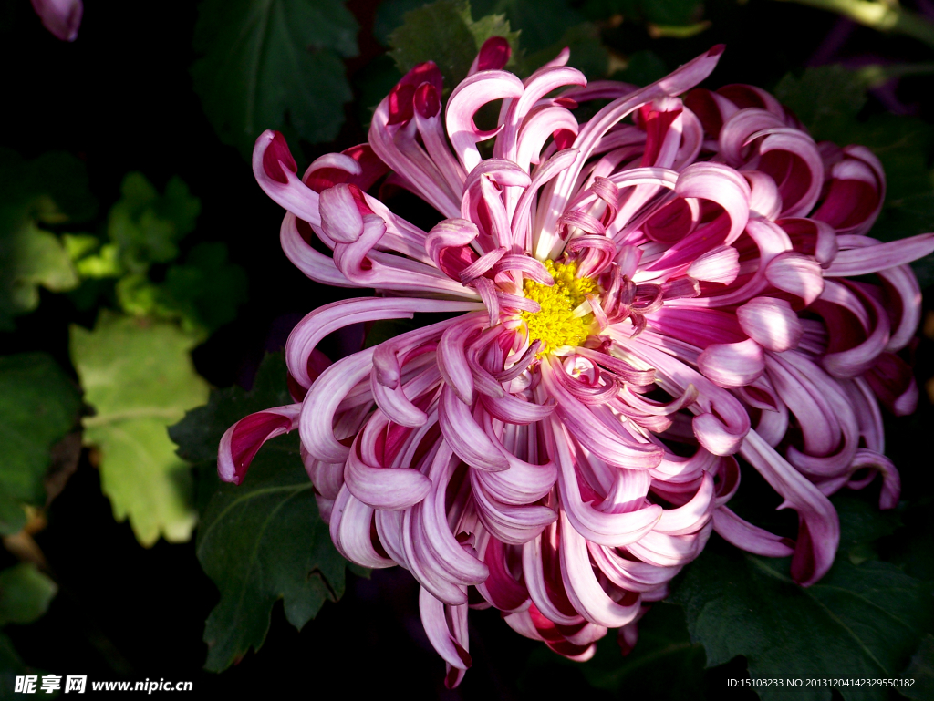 菊花