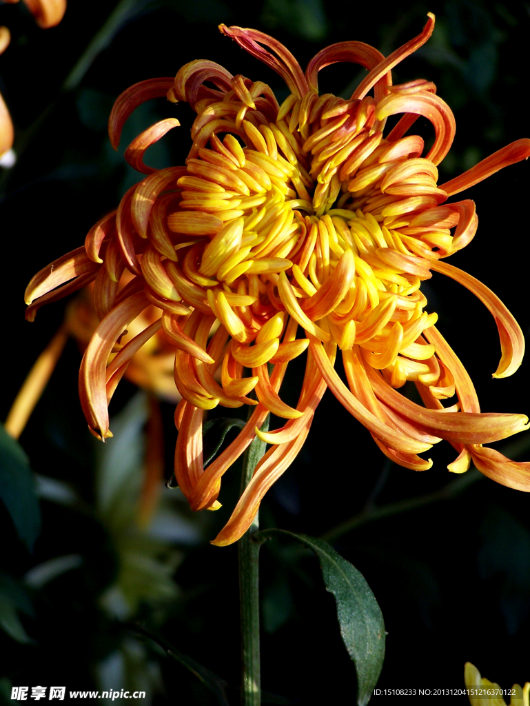 菊花