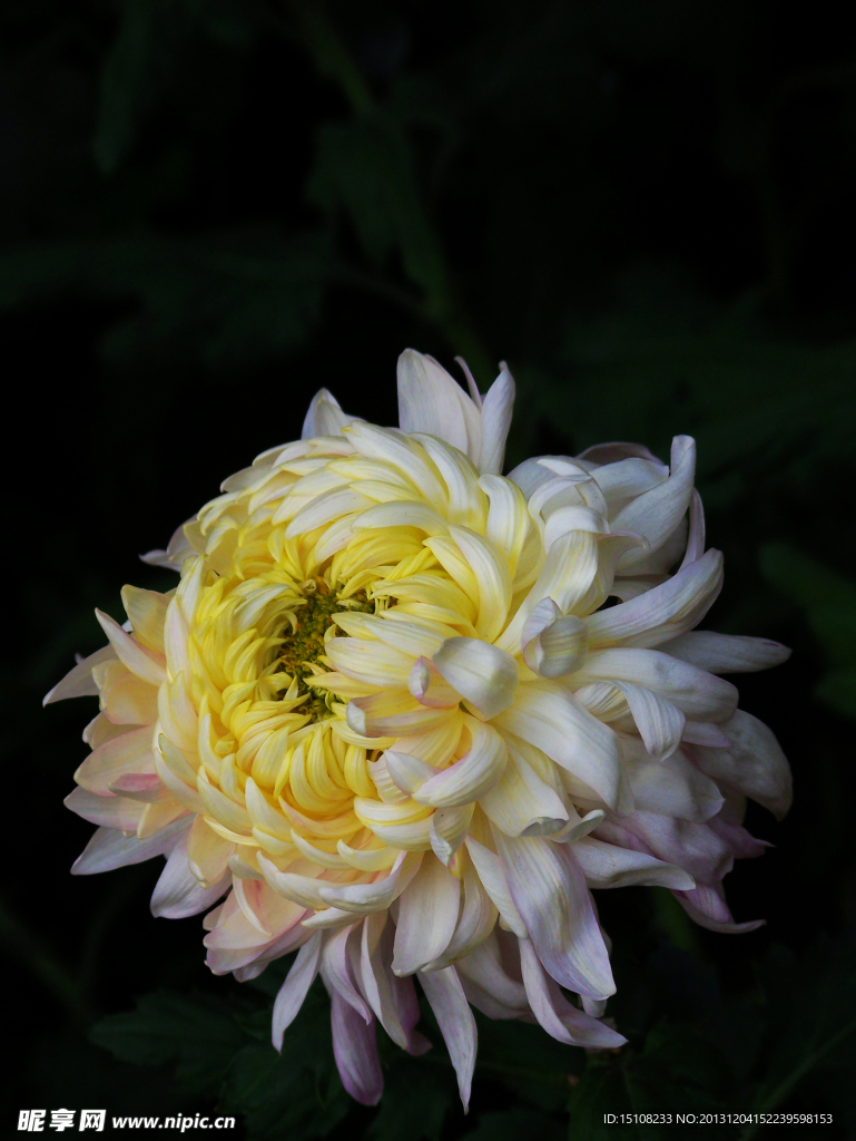 菊花