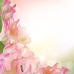 鲜花花卡