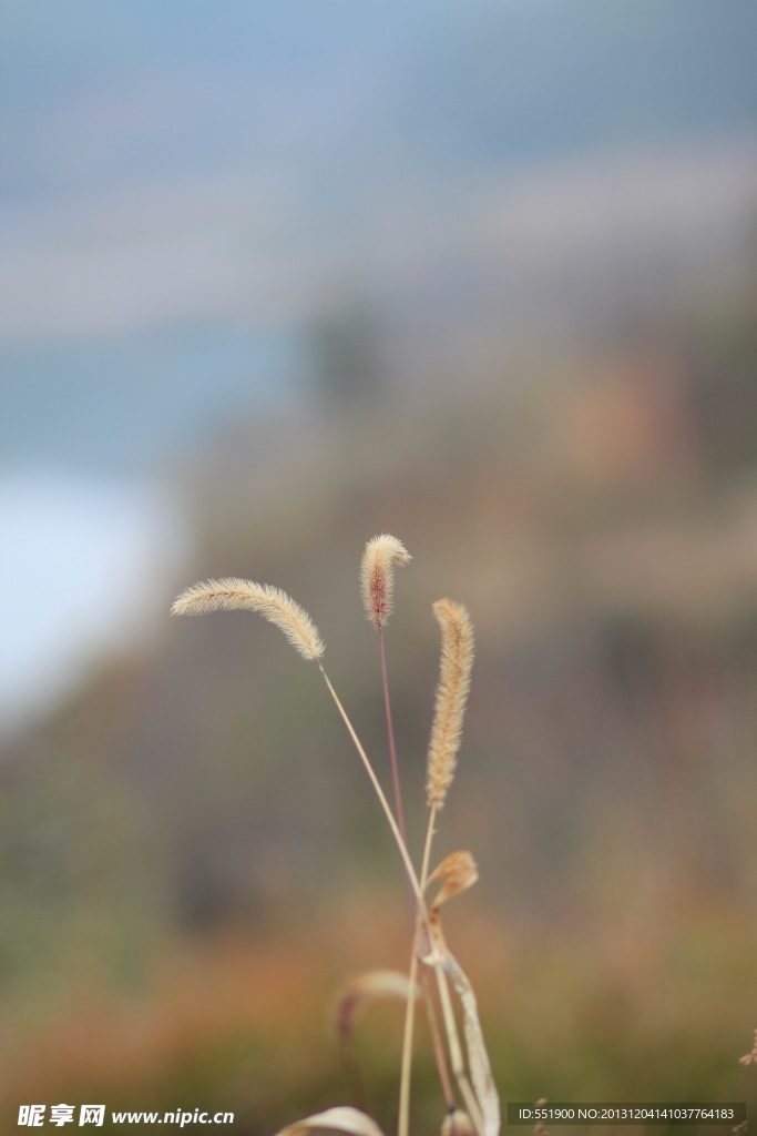 狗尾巴花