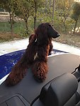 宝马 阿富汗猎犬