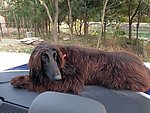 宝马 阿富汗猎犬