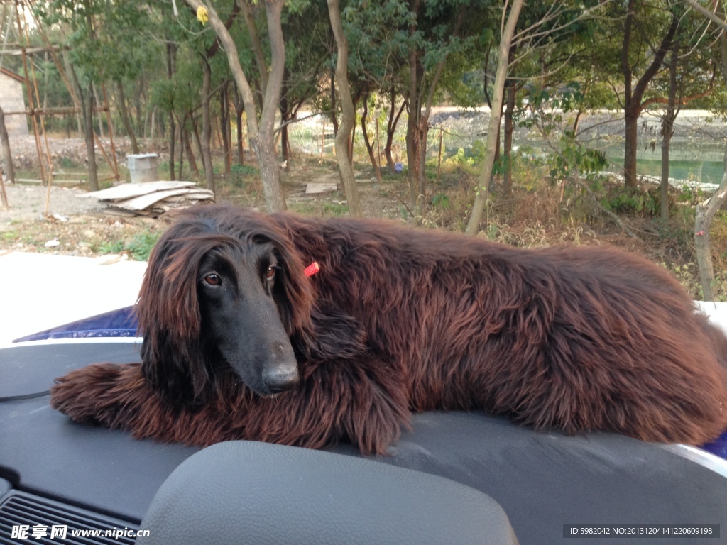 宝马 阿富汗猎犬