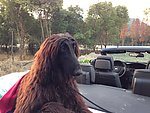 宝马 阿富汗猎犬