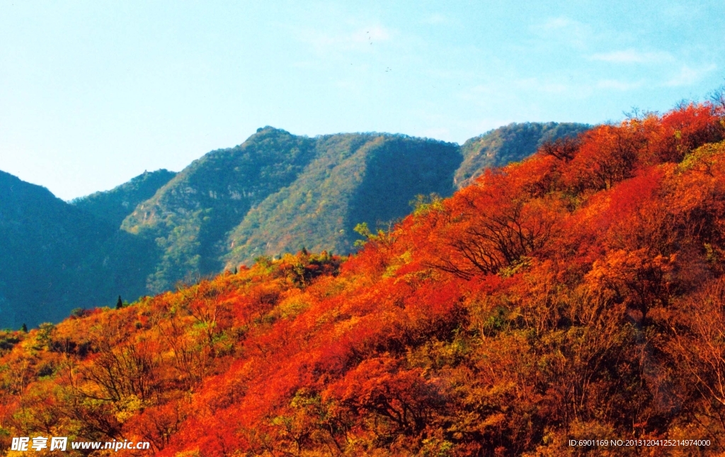 香山红叶