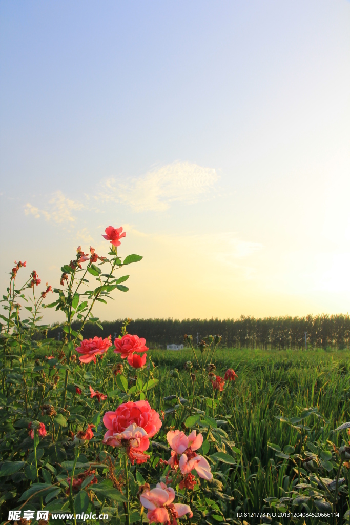 花舞