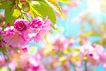 樱花