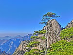 黄山迎客松