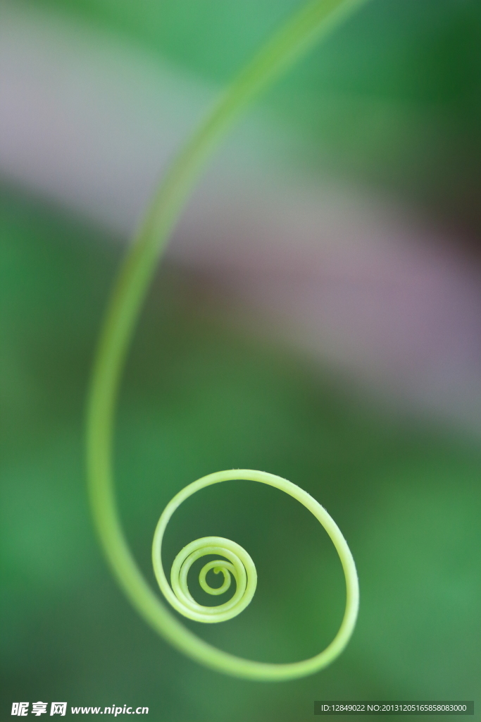 嫩芽