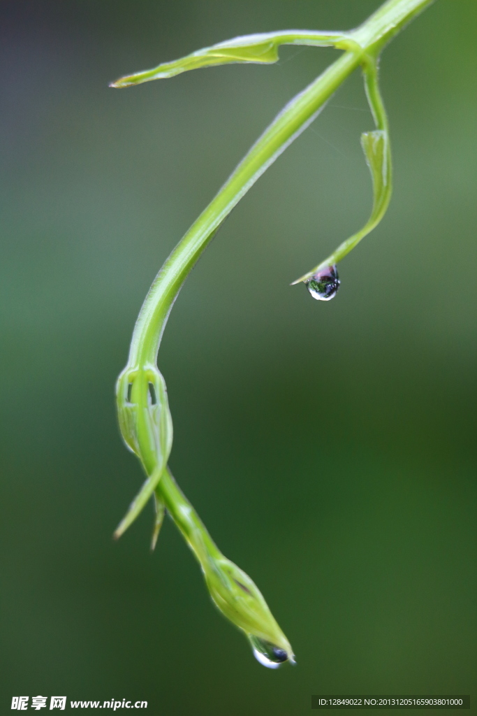 绿芽