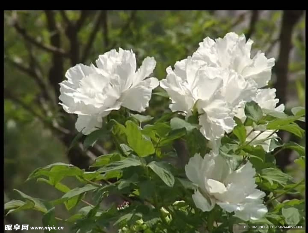 白色花朵视频素材