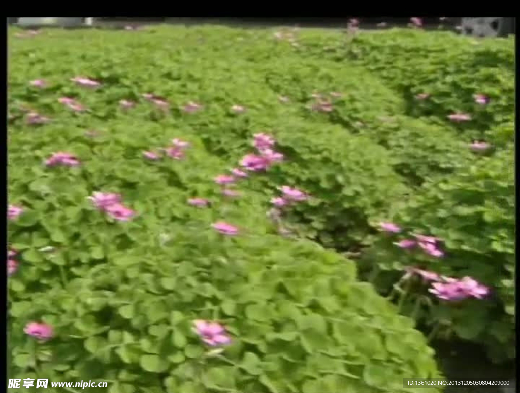 植物背景视频素材