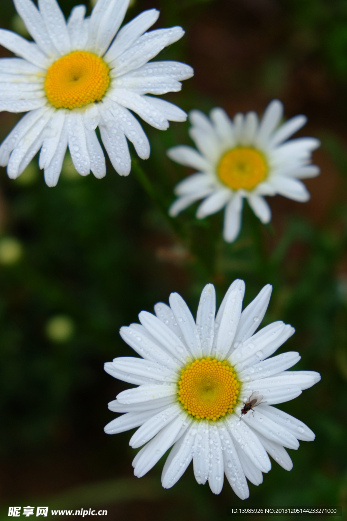 雏菊