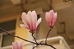 红色的花
