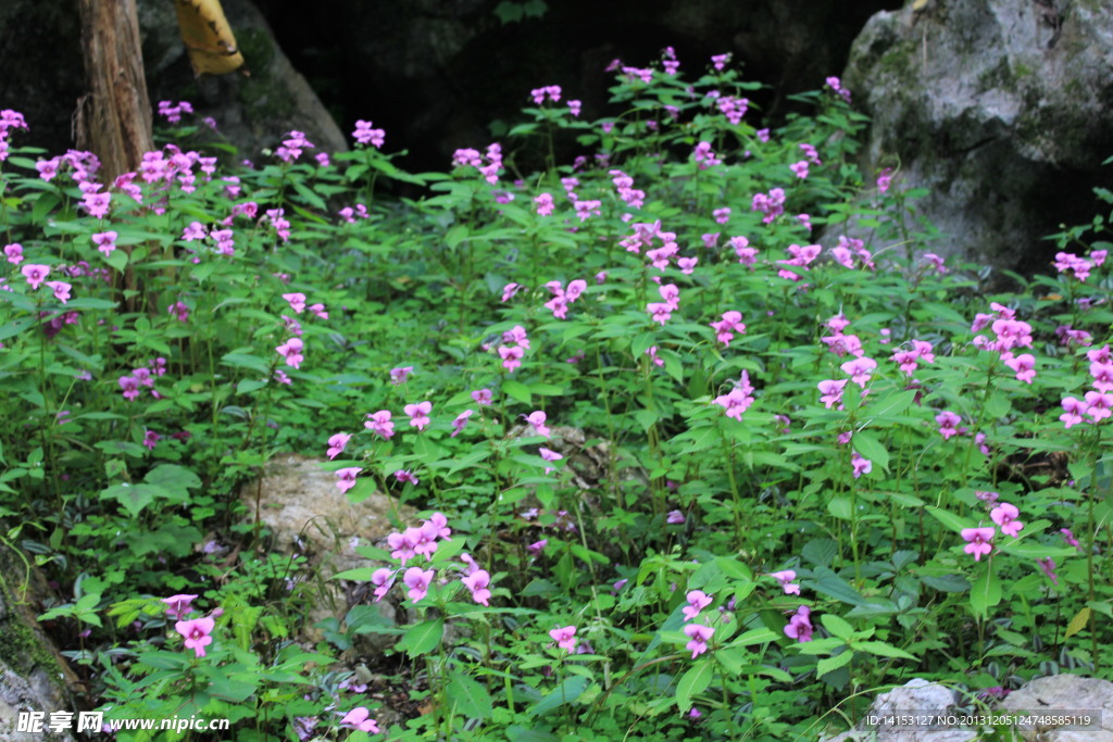 小红花