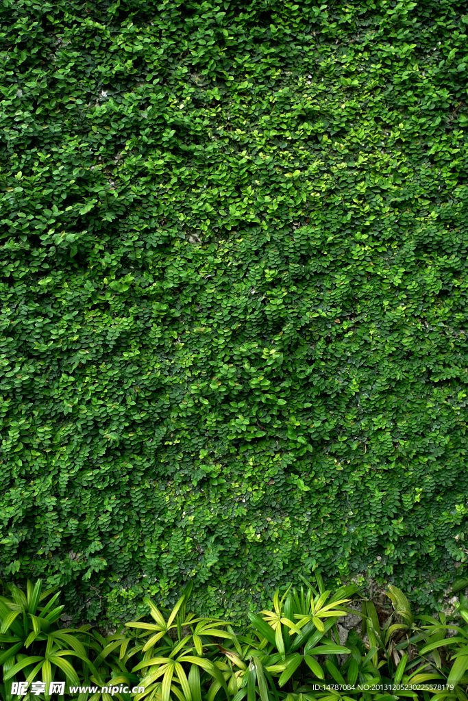 满墙绿叶