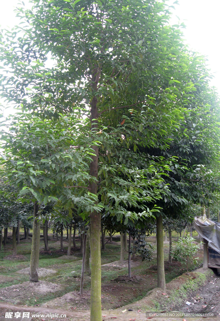木兰
