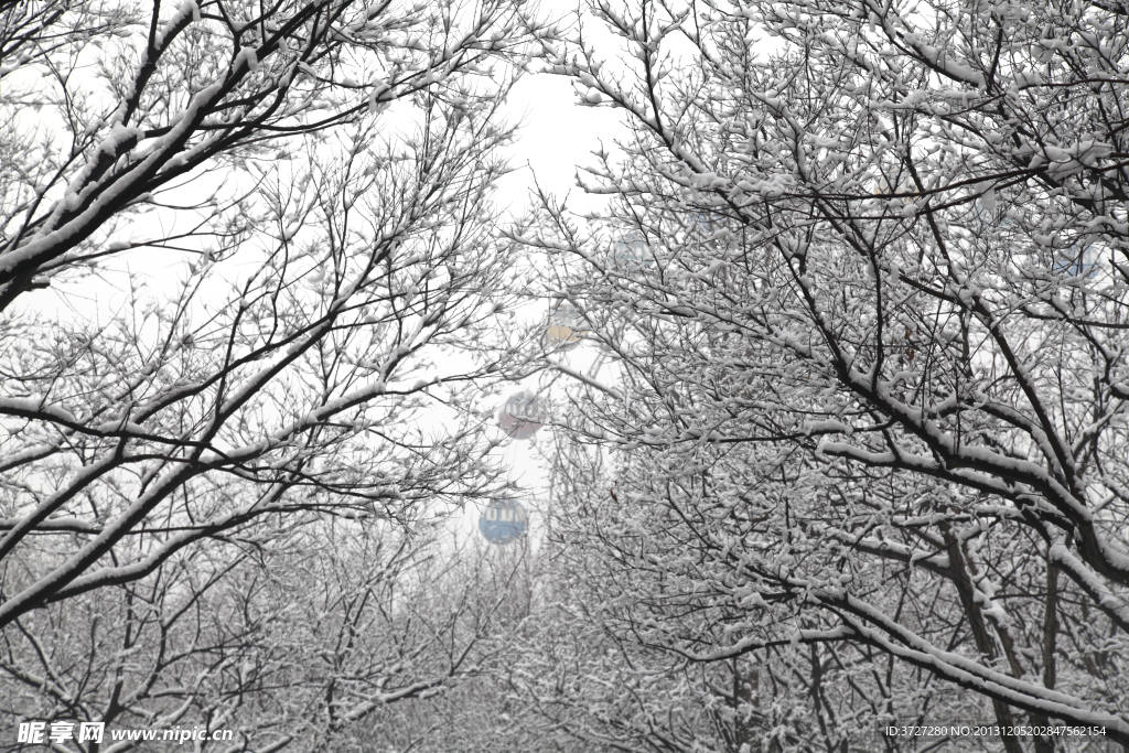 雪景 林 摄影