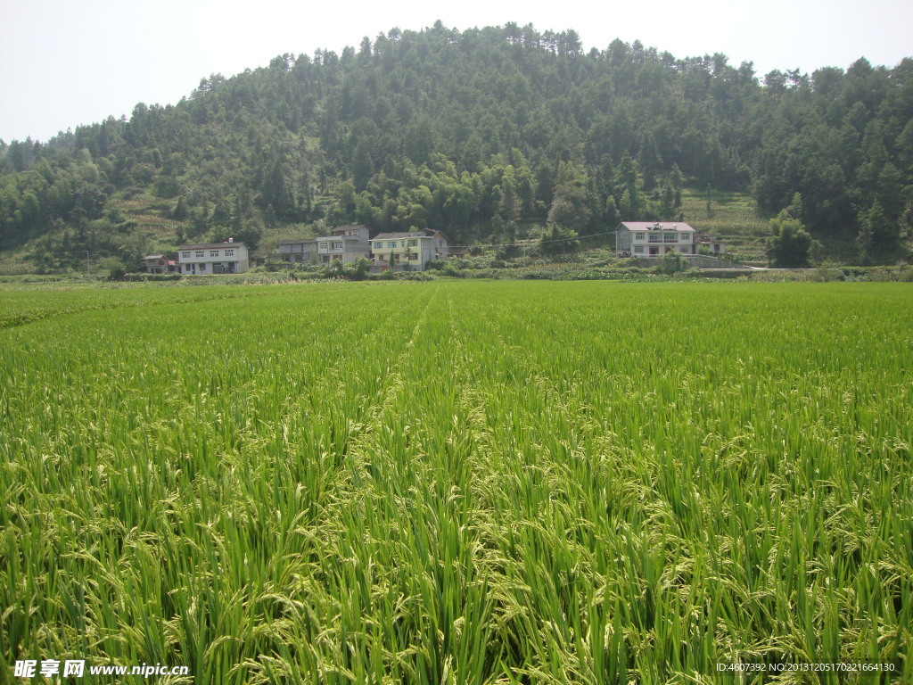 田野