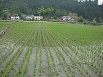 田野风光