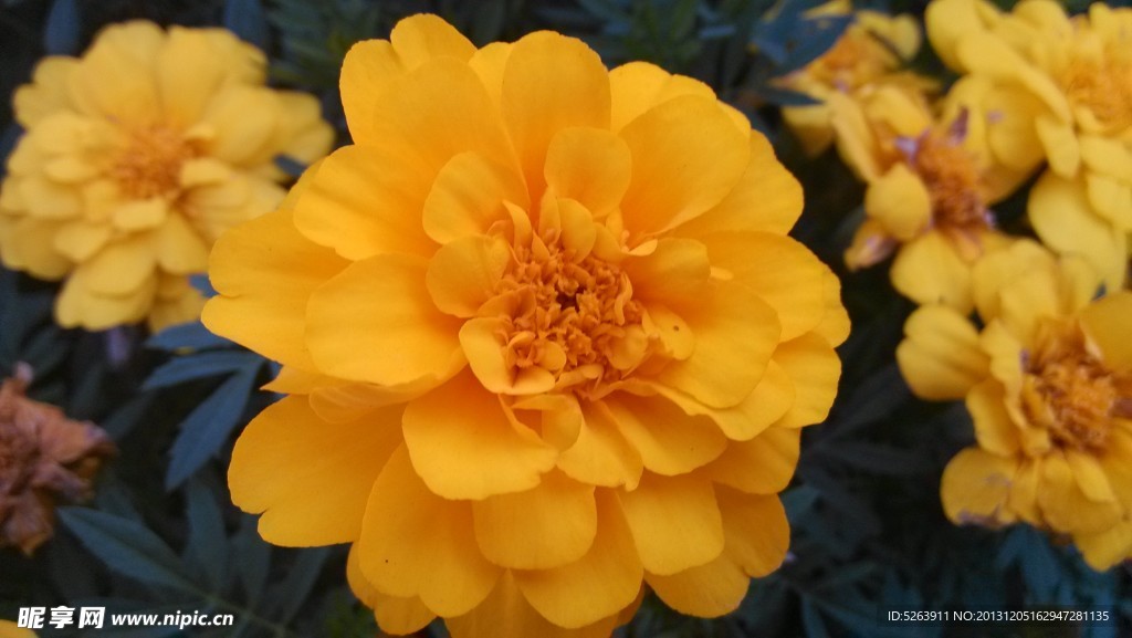 菊花