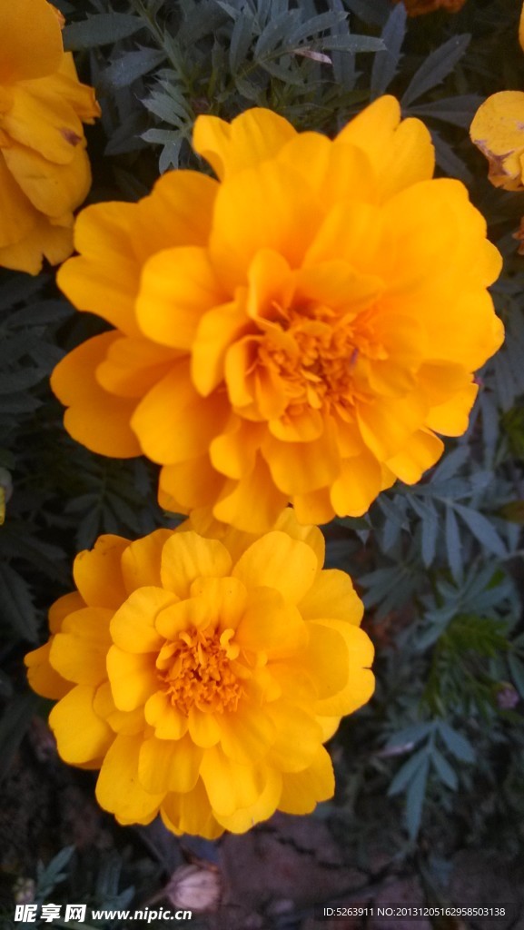 菊花