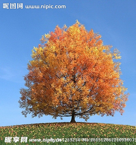 秋季树木模型 红叶