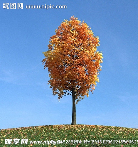秋季树木模型 红叶