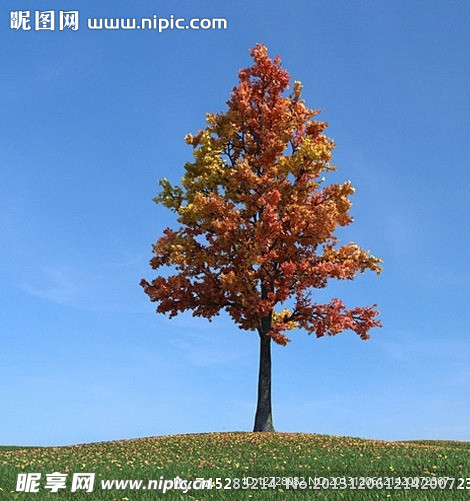 秋季树木模型 红叶