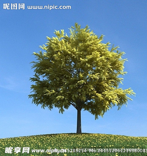 秋季树木模型 红叶