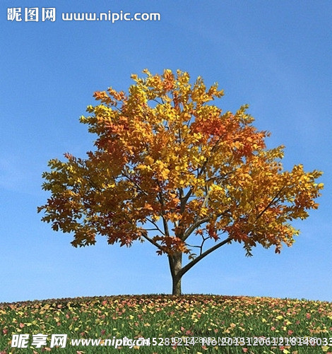 秋季树木模型 红叶