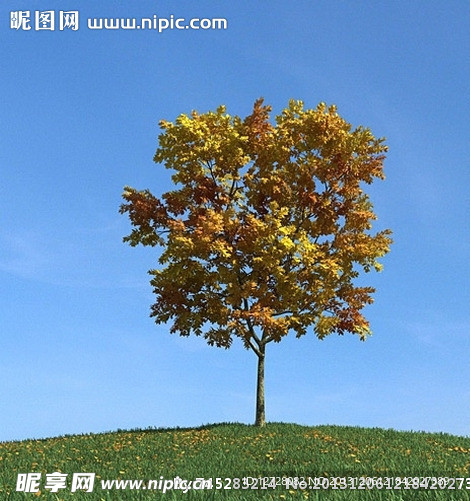 秋季树木模型 红叶