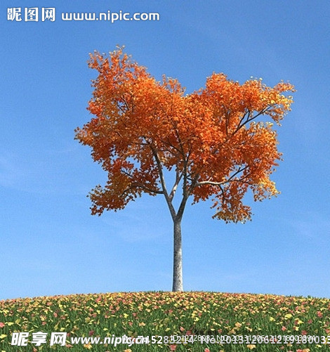 秋季树木模型 红叶