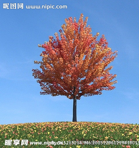 秋季树木模型 红叶