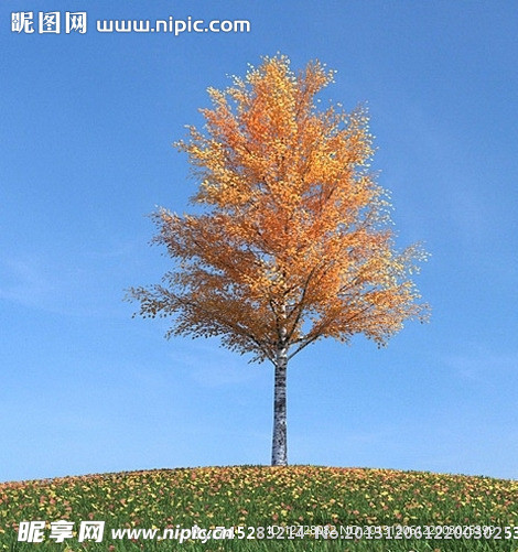 秋季树木模型 红叶