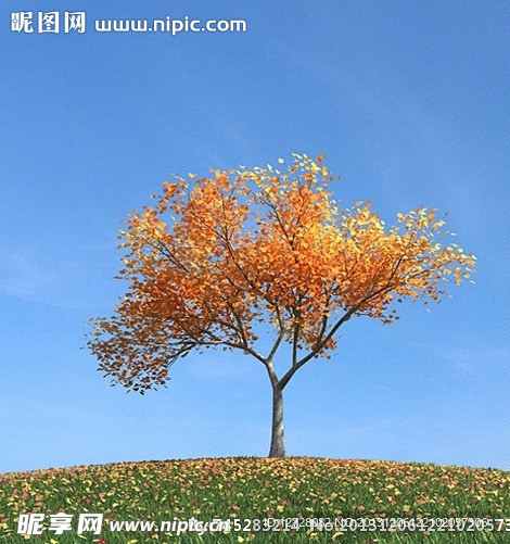 秋季树木模型 红叶