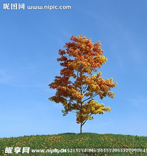 秋季树木模型 红叶
