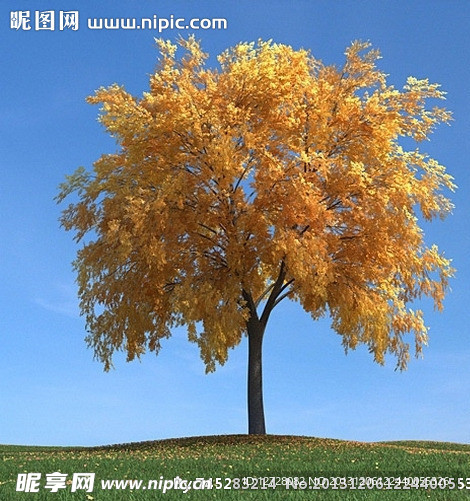 秋季树木模型 红叶