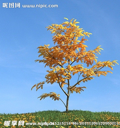 秋季树木模型 红叶