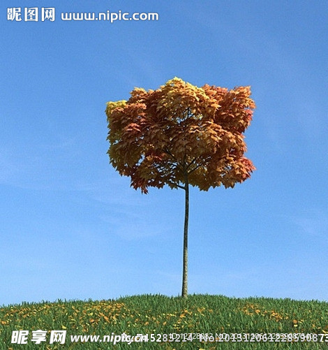 秋季树木模型 红叶