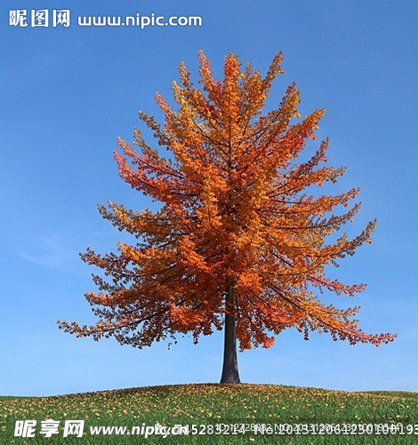 秋季树木模型 红叶